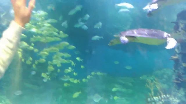 Океанариум Вегас Москва(3)