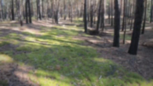 Эндуро # Зеленый бор