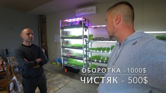 Ферма Микрозелень в частном доме Обзор Зеленый Шеф бизнес идеи