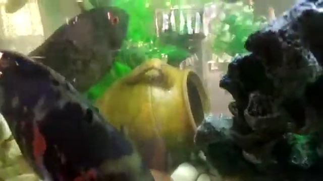 АКВАРИУМ  В  МАГАЗИНЕ  .    КУСАРЫ-2019.