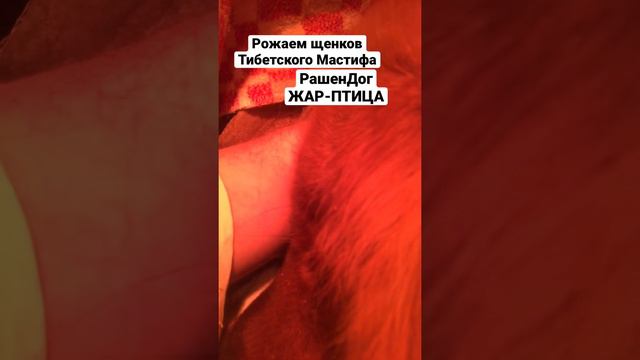 Щенки тибетского мастифа в питомнике RussianDog 2021 год