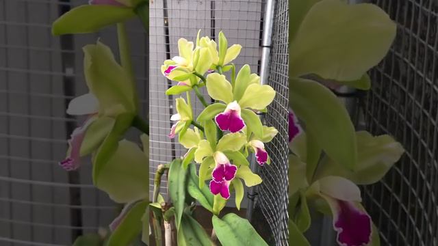 I Love The Color On This Hybrid, Basically Resembling A Hybrid Cattleya Bicolor  The Plant + Spike