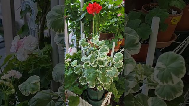 팬시제라늄/빌헬름랭구스