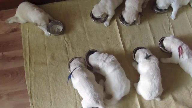 Золотистый ретривер Мия Golden Retriever