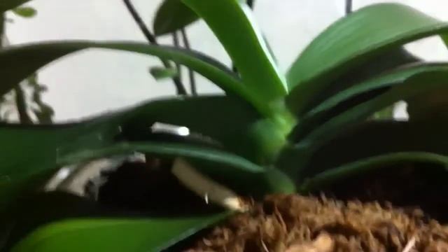 Воскресный обзор ОРХИДЕЙ после ПОЛИВА