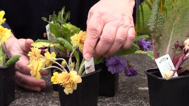 HUGE Primrose Unboxing | Jack-in-the-green, Hose-in-hose, Doubles, Polyanthus, Julianas, Sieboldii