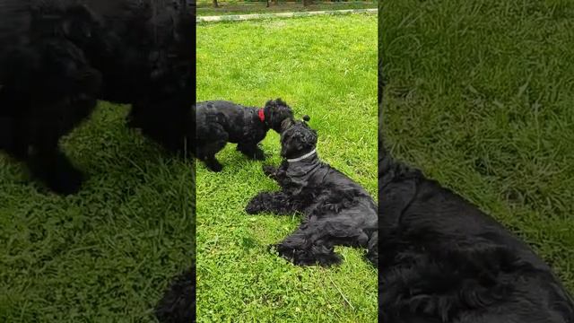 Доставалка мелкая)