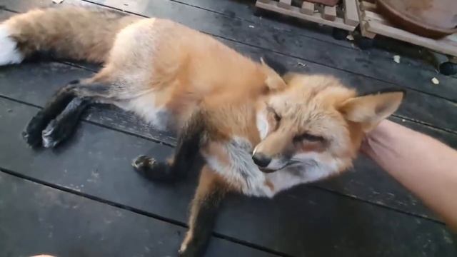 ЛИ СЯО. Алиса - Лиса. Покушение на велосипед.