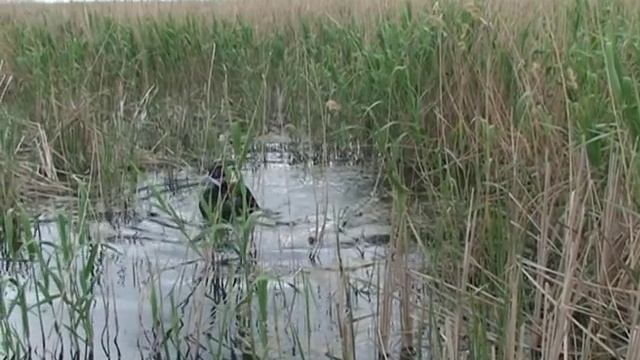 Подводная охота на сома с Николаем Шиловым  Подводные просторы России