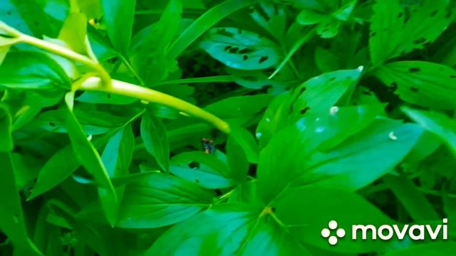 Дорогие пионоводы! Заметили дырочки на листьях пионов время не теряйте!Меры борьбы в моем сюжете!