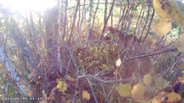 охота с гончей по лисе ,притравка