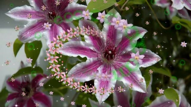 Футаж Обольстительный красавец HD Clematis