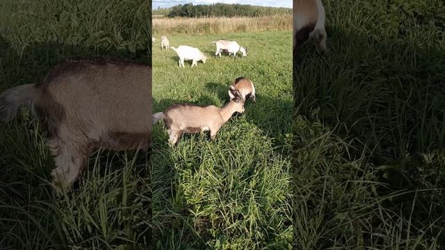 Альпийские козы продажа