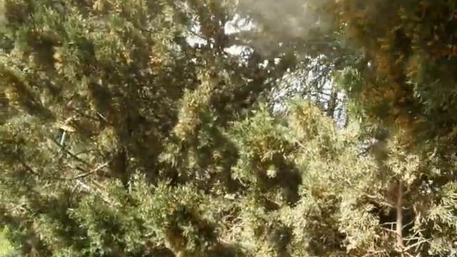 Пыльца кипариса