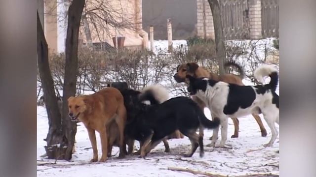 БЫВШАЯ устраивает СОБАЧЬИ СВАДЬБЫ | Зачем и почему?Привожу примеры из жизни