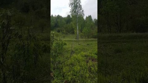Ух! Барсучий спринтер !