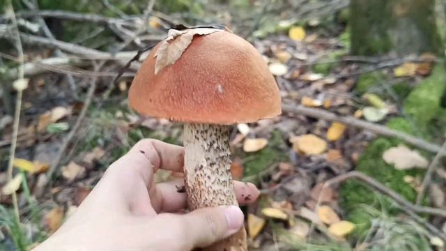 ПОЛЬСКИЕ БОРОВИКИ И ПОДОСИНОВИКИ ПОПЁРЛИ! ФАНТАСТИЧЕСКАЯ ГРИБАЛКА В КОНЦЕ СЕНТЯБРЯ!