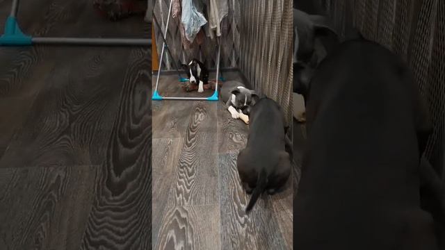 Щенки на продажу