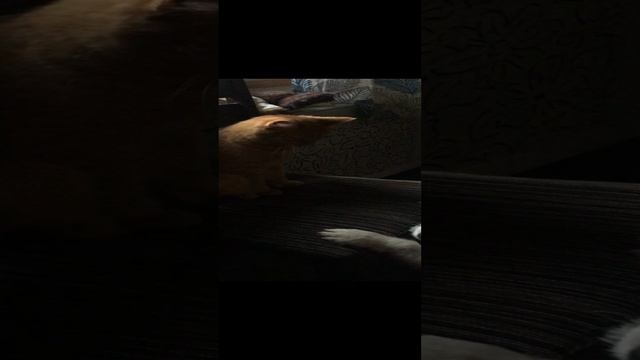 955baa6111b67366e4de4cd664d440f0