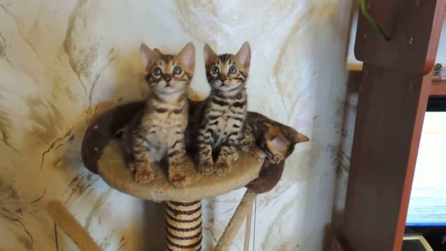 E17421df2b2389e753023ac8a8ba5e94