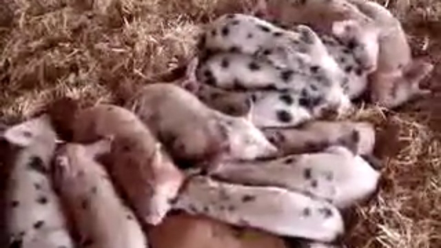 Спящие поросята
