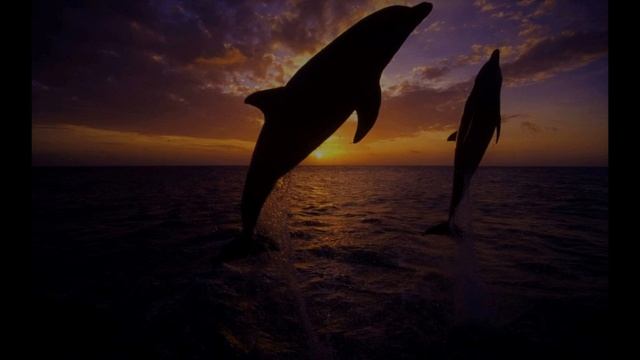 Звук дельфинов/ Шум дельфина / Звуки для сна / Dolphin Sound Dolphin Noise White Noise Soundscape