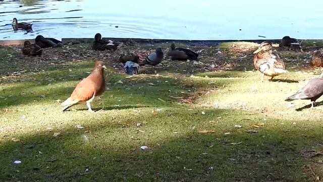 Tauben Balz Hofgarten Düsseldorf