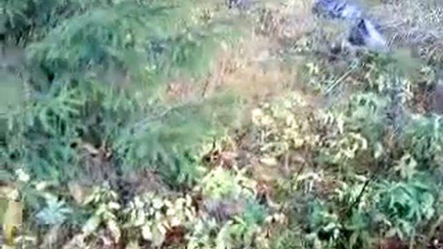 Забавный зверёк в осеннем лесу