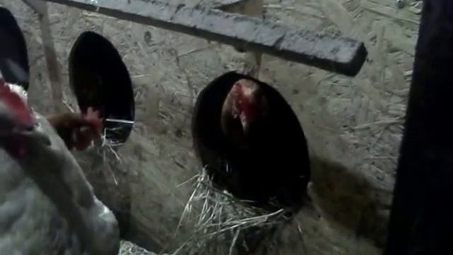 Петя организует гнездо для кладки яиц.