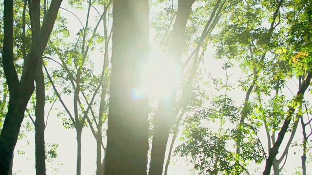 Hauntings Of The Enchanted Forest