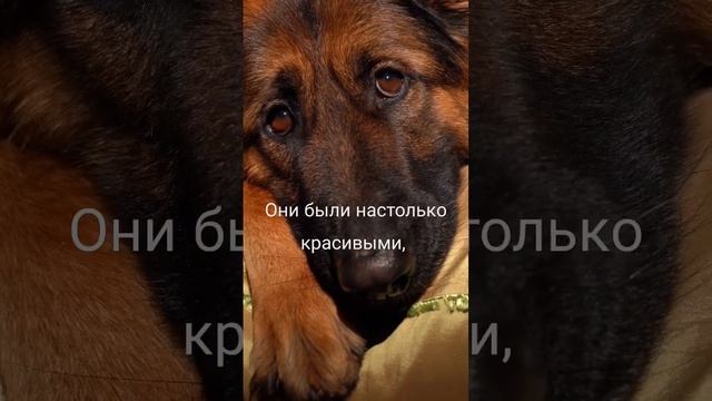 НЕМЕЦКАЯ ОВЧАРКА. СОБАКА АЛЬФА         #собаки #щенок #собака