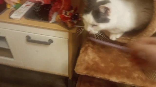 Кошка играет с ниткой и ручкой (Чуть не съела ручку😯)