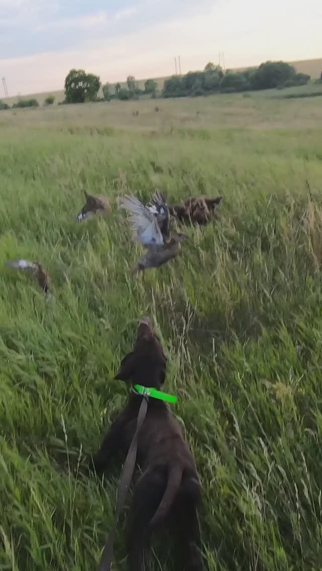 Охота с Ксю