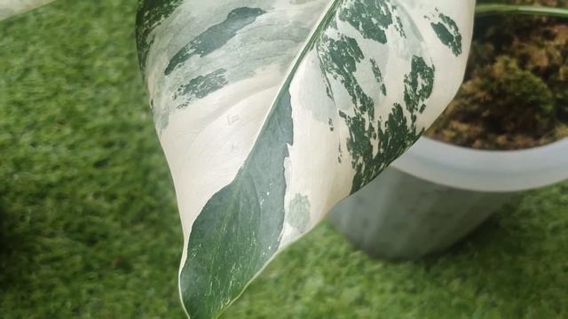 MONSTERA VARIEGATA MEWAH