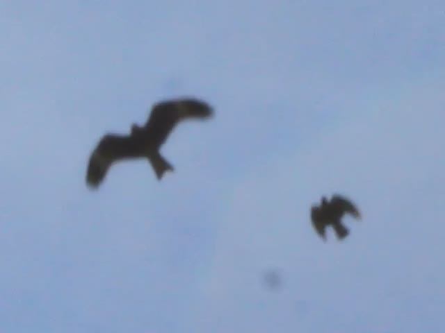 Даже у животных есть такой друг