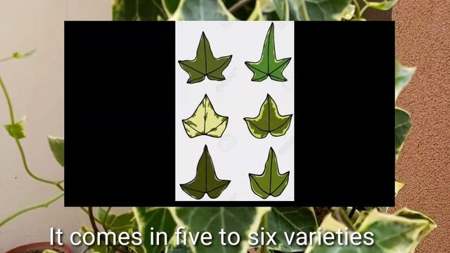 Hedera Helix/English Ivy Care And Propagation/English Ivy Varieties/#English Ivy/Air Purifying Ivy