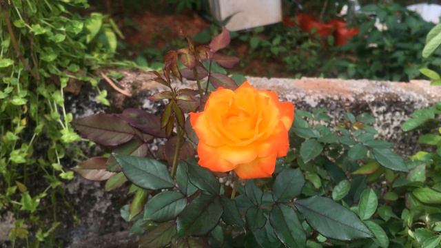 Roses In My Garden | Immanuel Flowers