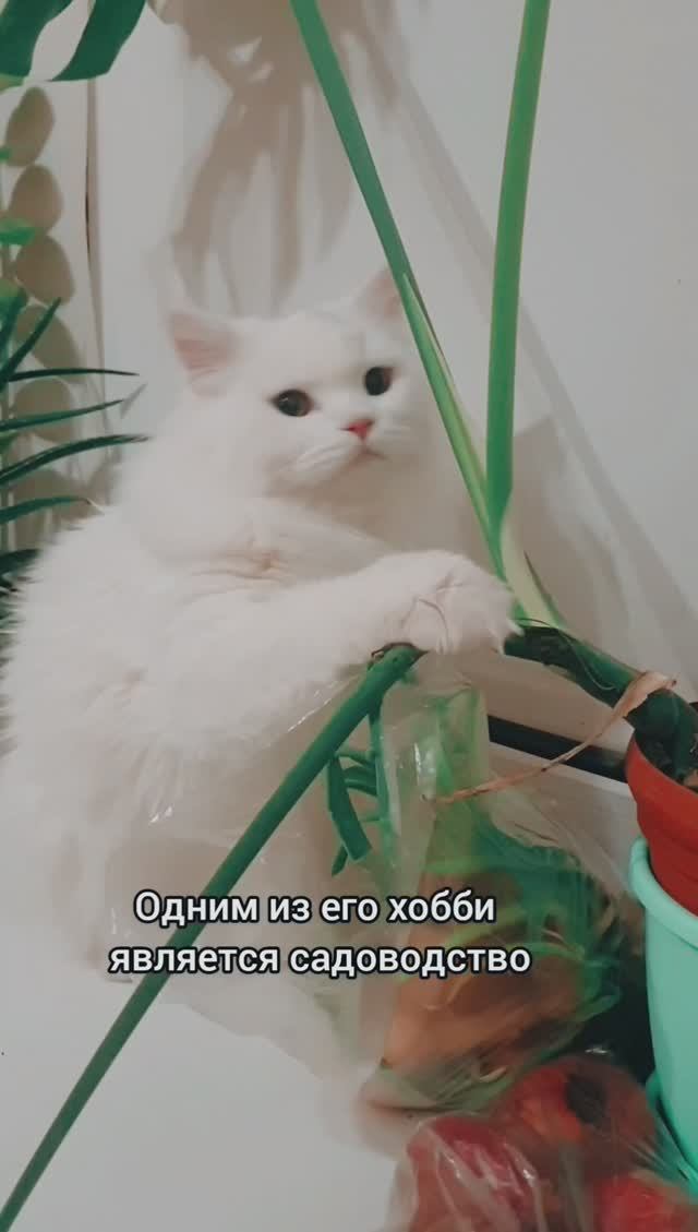 Фильм #2. Кот-садовод Ося Сухариков