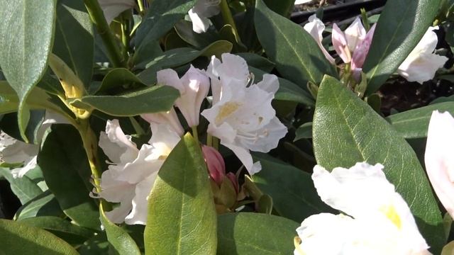 Rhododendron Var. Cunningham´s White