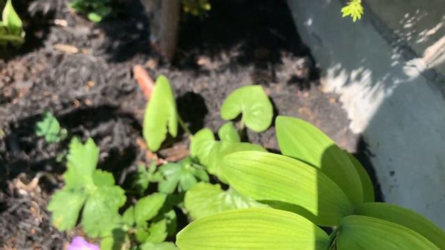 Plant Of The Week: Wild Geranium (Geranium maculatum)