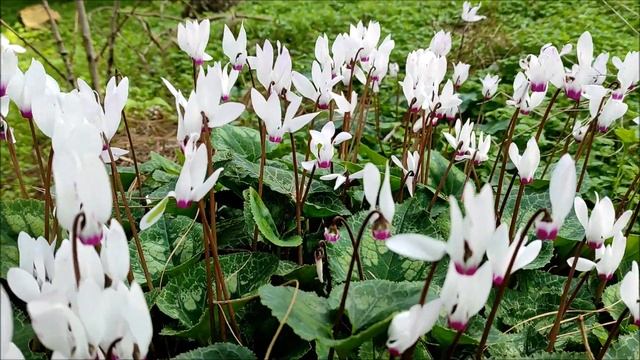 Весна пришла...Красивая мелодия и ошеломительное весеннее цветение