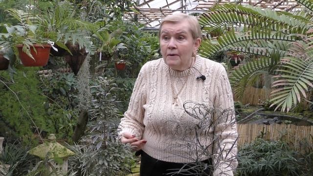 Дизиготека - уход в домашних условиях.