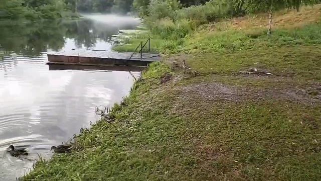 Дикие утки на реке, июль 2024г.