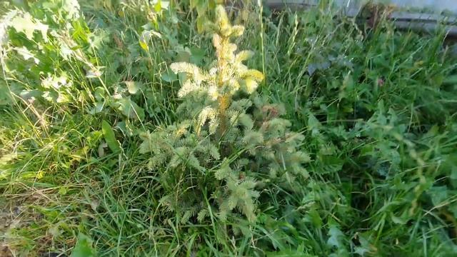 ДАЖЕ РУКА НЕ ДРОГНУЛА! Обновляем сад во дворе. Посадили деревья и кусты. Влог про жизнь в деревне