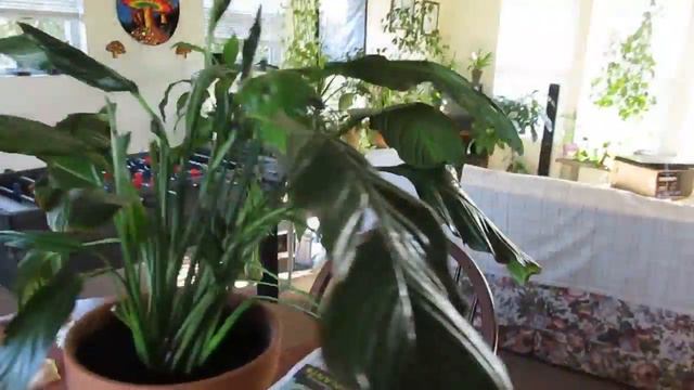 Livingroom Air Plants Garden