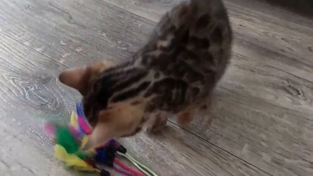 9aac2b6313cb1afbe6a52d9c99edb789