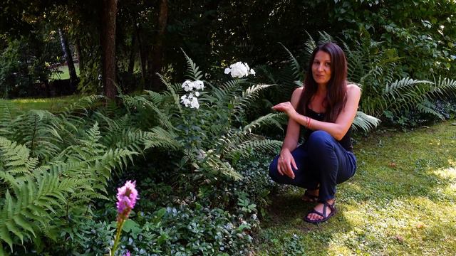 Hortensje Bukietowe W Ogrodzie Leśnym, Hosty, Róże, Clematisy....