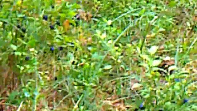 сбор черники в тайге