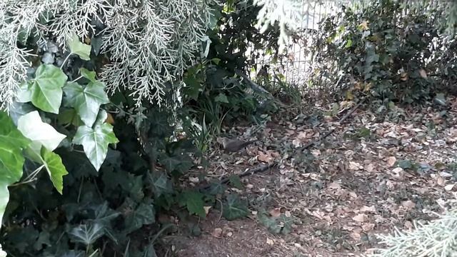 Адлер. Парковый квартал. Горлица