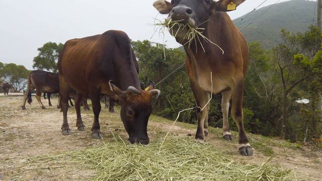 4K RELAX VIDEO ANIMALS / Cows / 4K ULTRA HD TV